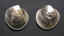 thumbimg