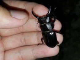 thumbimg