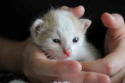thumbimg