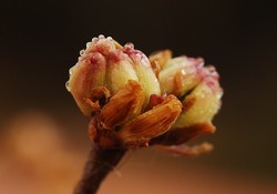 thumbimg