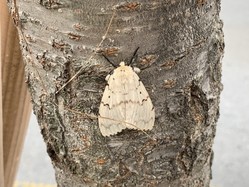 thumbimg